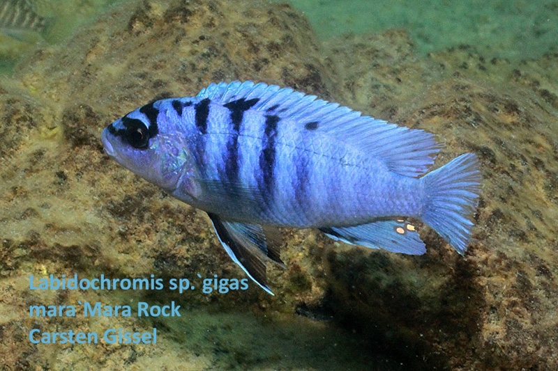 Labidochromis sp. 'gigas mara' Mara Rocks